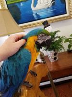 Male and Female Blue and gold Macaw parrot  whatsapp +237650429351