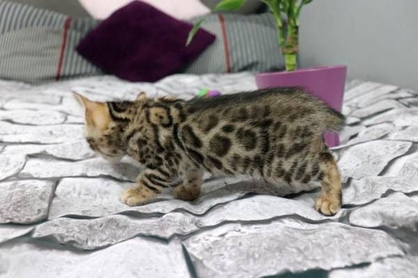 Gorgeous Bengal Kittens Available For New Home