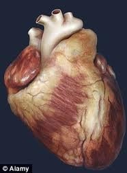 علاج امراض القلب بالخلايا الجذعية